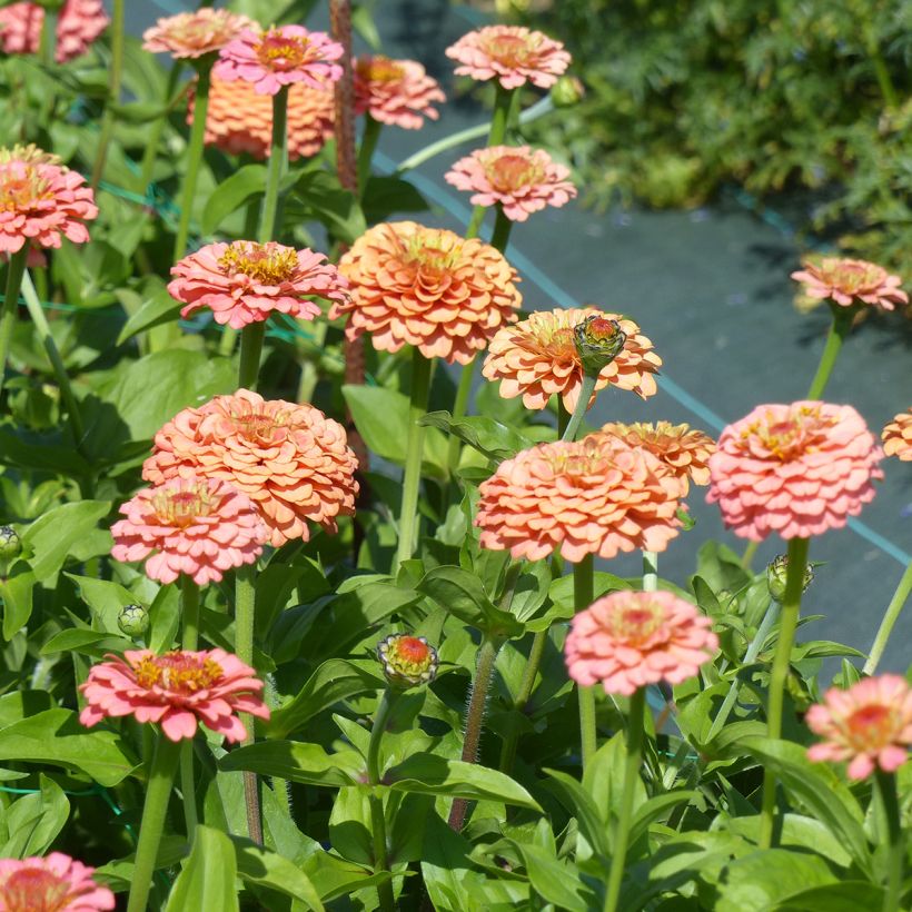 Zinnia elegans Lilliput Oklahoma Salmon seeds  (Flowering)