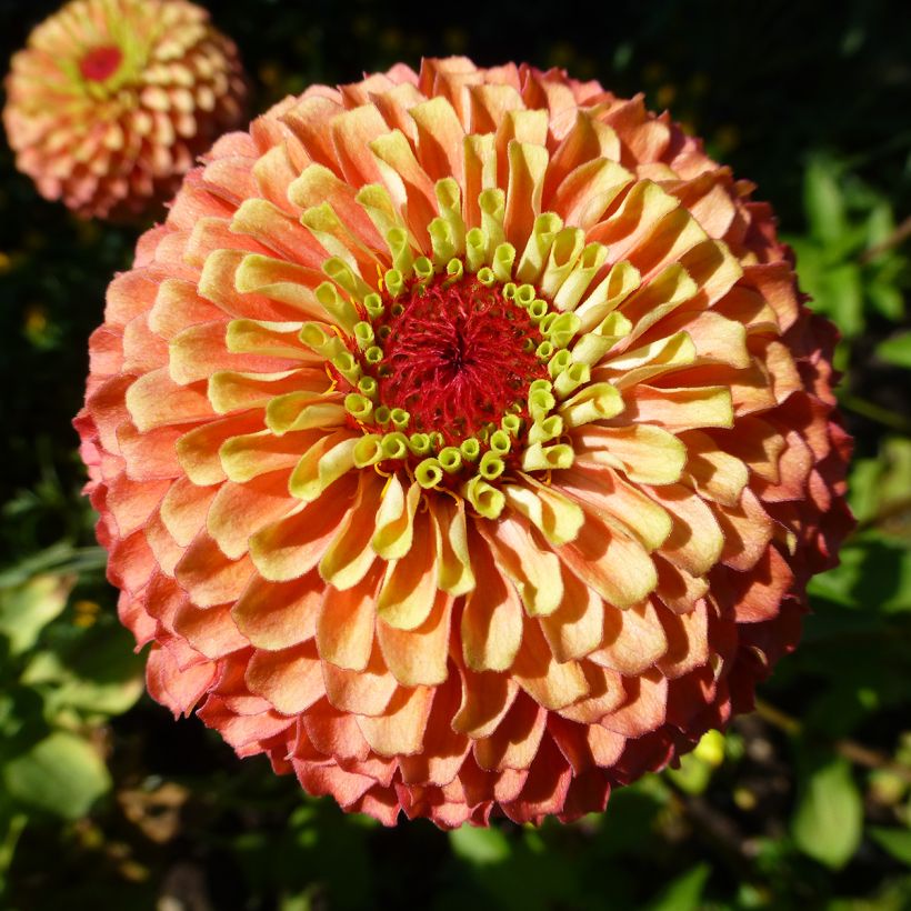 Zinnia x elegans Queen Lime Bicolors Mix - Zinnia à fleurs de dahlia Queen Lime Bicolors Mix, Zinnia élégant, Zinnia commun, Zinnia des jardins (Flowering)