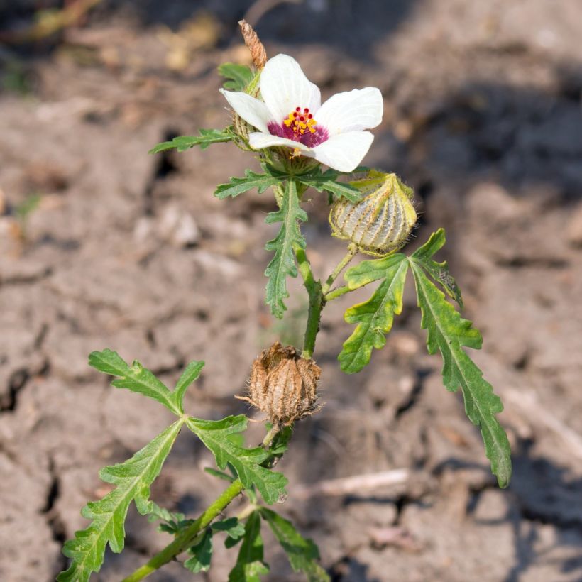 Hibiscus trionum seeds - Flower-of-an-hour (Plant habit)