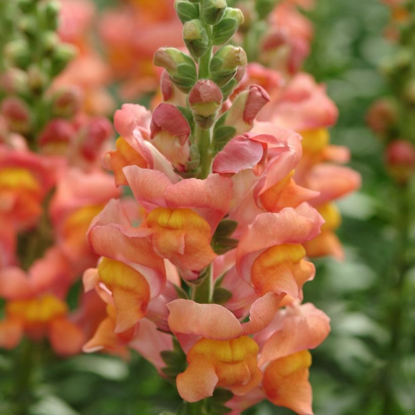 Snapdragon Potomac Orange seeds - Antirrhinum majus  (Flowering)