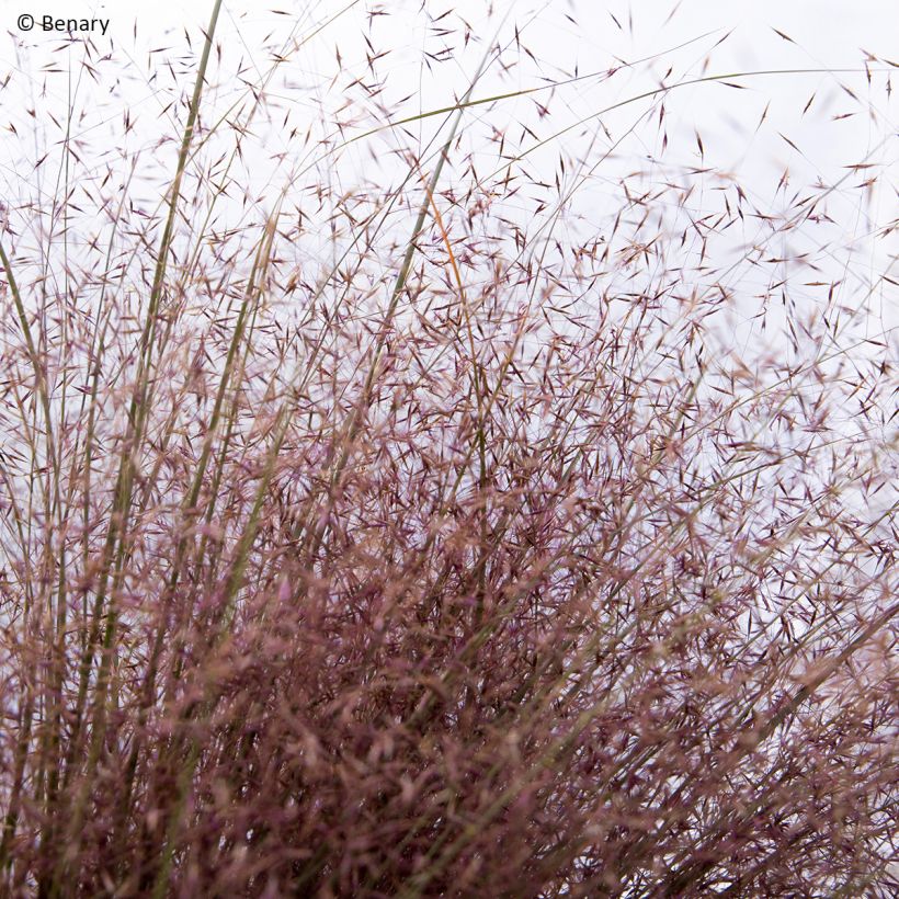 Muhlenbergia reverchonii Rosy - Pink muhly grass (Flowering)