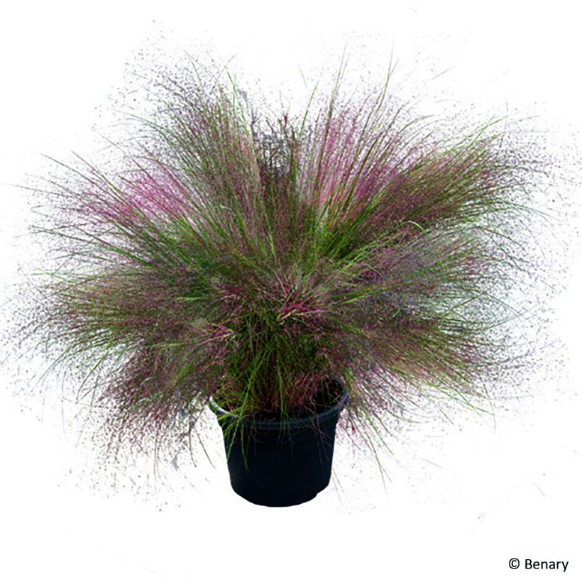 Muhlenbergia reverchonii Rosy - Pink muhly grass (Plant habit)