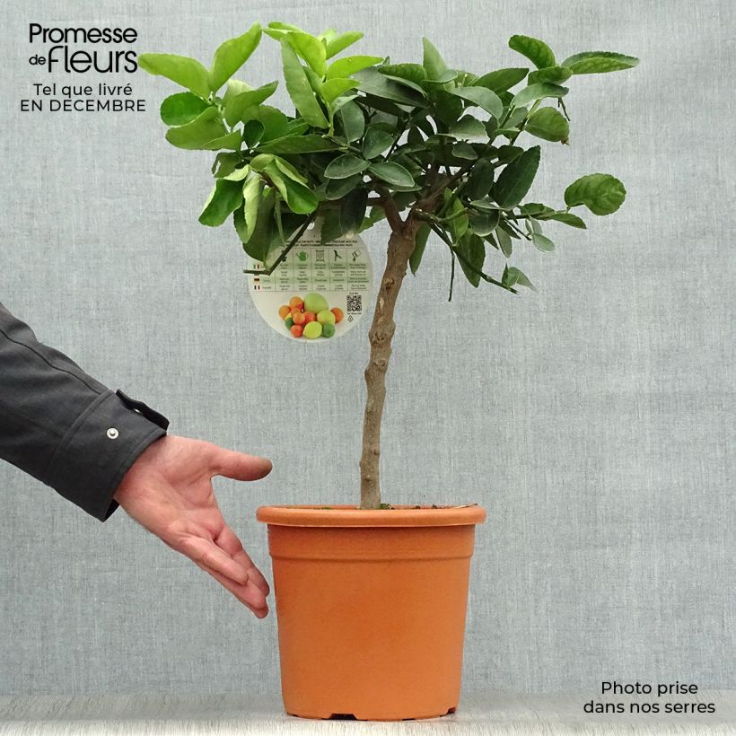 Large Lime - Citrus latifolia 4L/5L pot, Quarter standard sample as delivered in winter