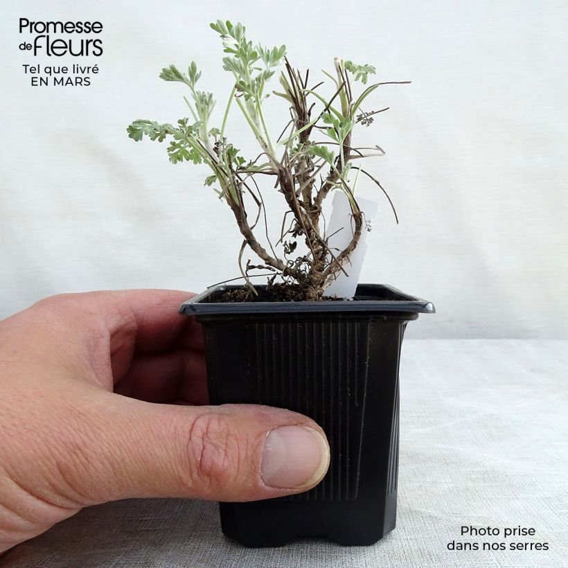 Artemisia absinthium Lambrook Silver 8/9 cm pot sample as delivered in spring