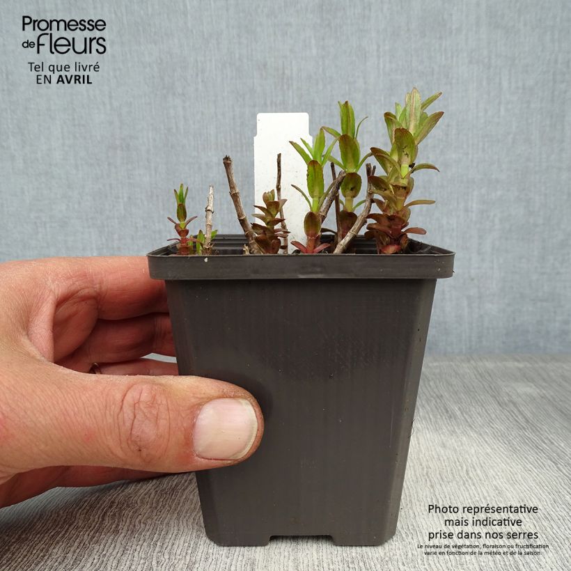 Gratiola officinalis 8/9 cm pot sample as delivered in spring