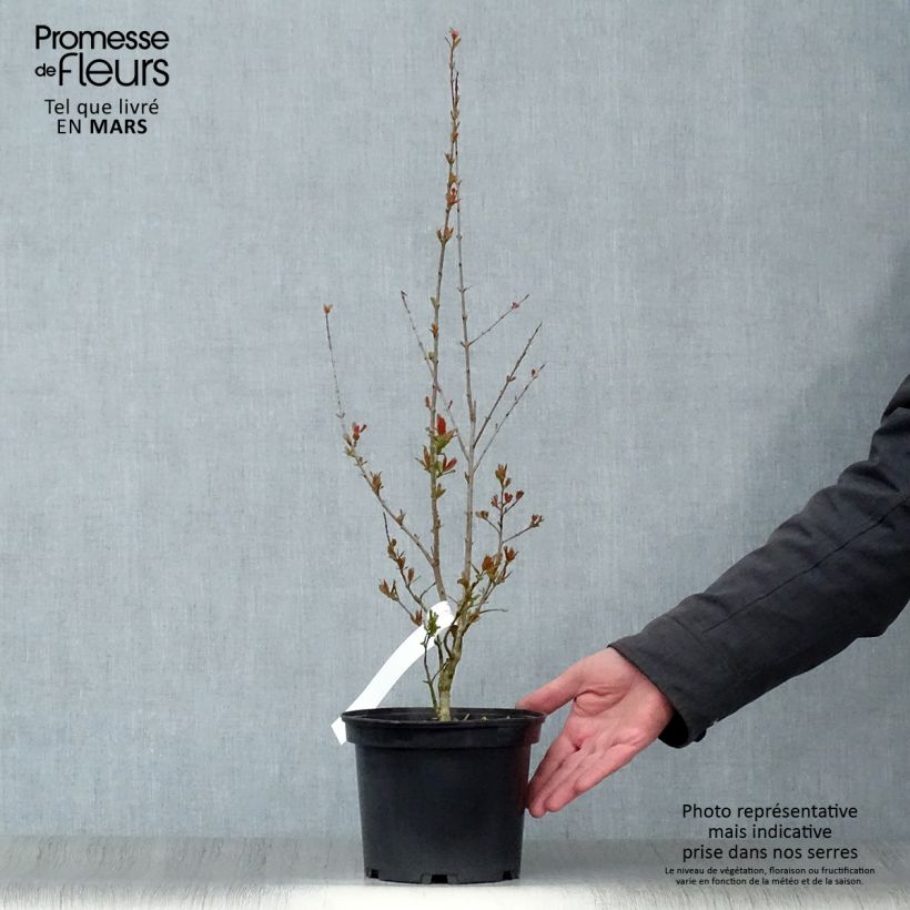 Punica granatum Maxima Rubra - Pomegranate 2L/3L pot sample as delivered in spring