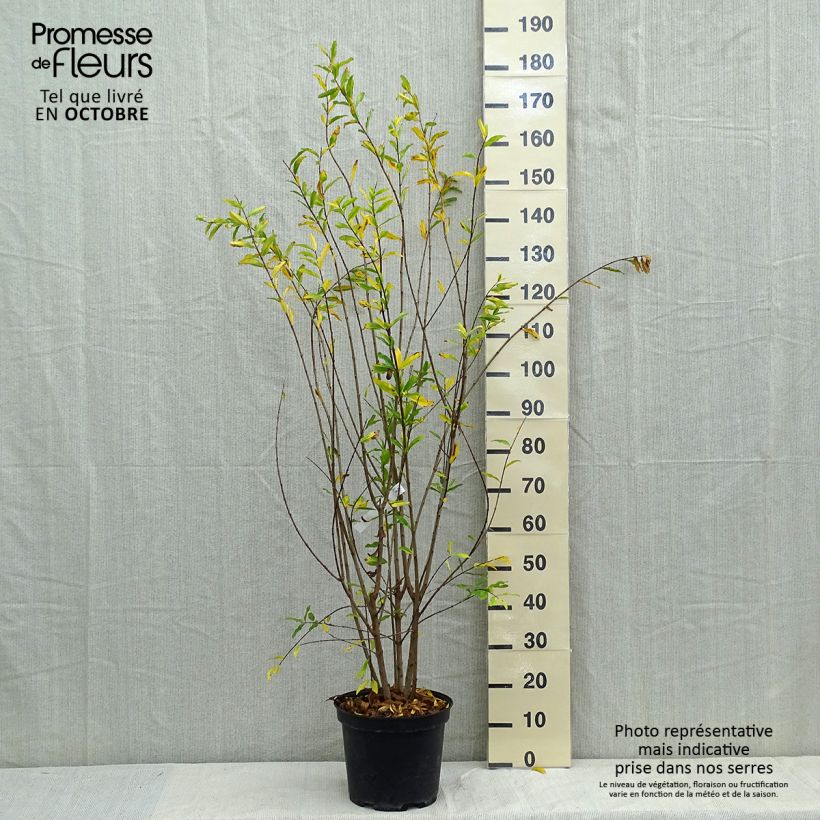 Punica granatum f. plena - pomegranate 7.5L/10L pot sample as delivered in autumn
