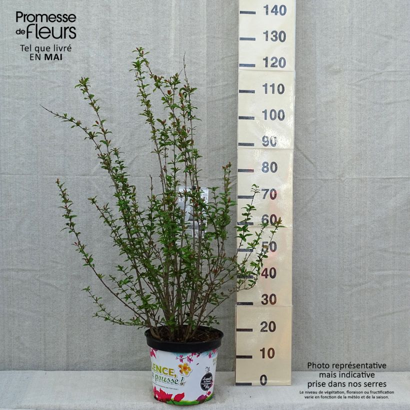 Punica granatum f. plena - pomegranate 7.5L/10L pot, Bush sample as delivered in spring
