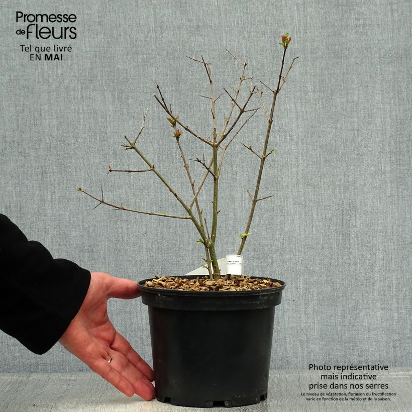 Punica granatum Fina Tendral - Pomegranate 2L/3L pot, Bush sample as delivered in spring