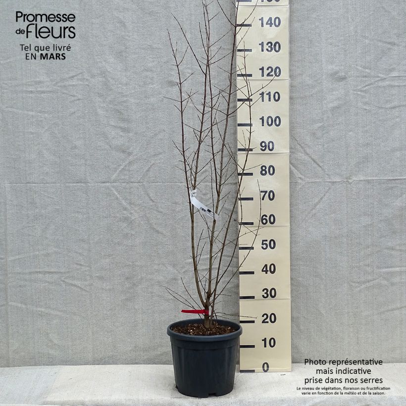 Punica granatum - Pomegranate 7.5L/10L pot, Bush sample as delivered in winter