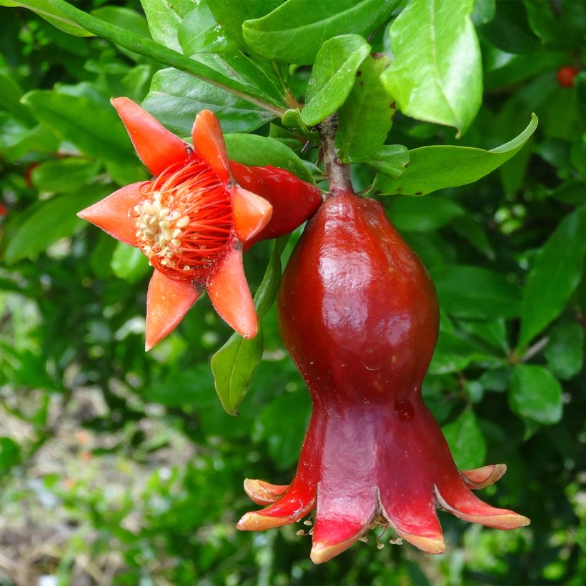 Punica granatum - Pomegranate (Flowering)