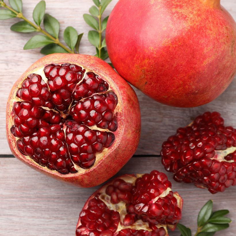 Punica granatum - Pomegranate (Harvest)
