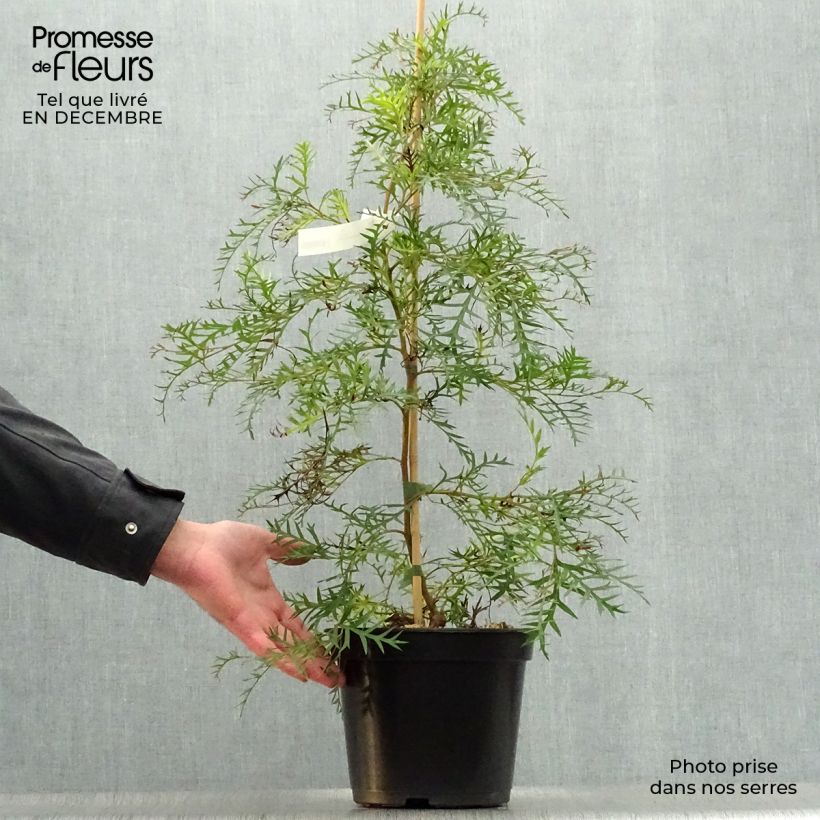 Grevillea Bronze Rambler 4L/5L pot sample as delivered in winter