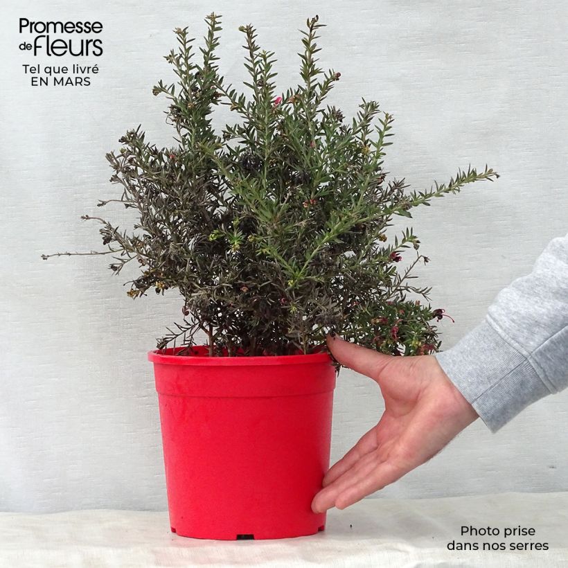 Grevillea Poorinda Rondeau 3L/4L pot, Bush sample as delivered in spring