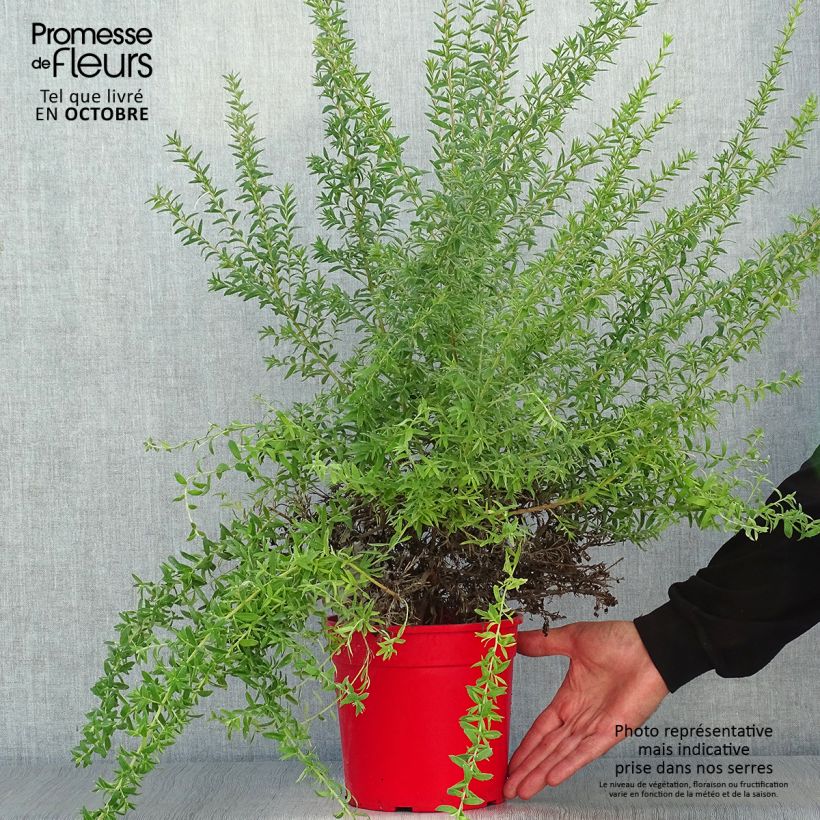 Grevillea Poorinda Rondeau 3L/4L pot sample as delivered in autumn
