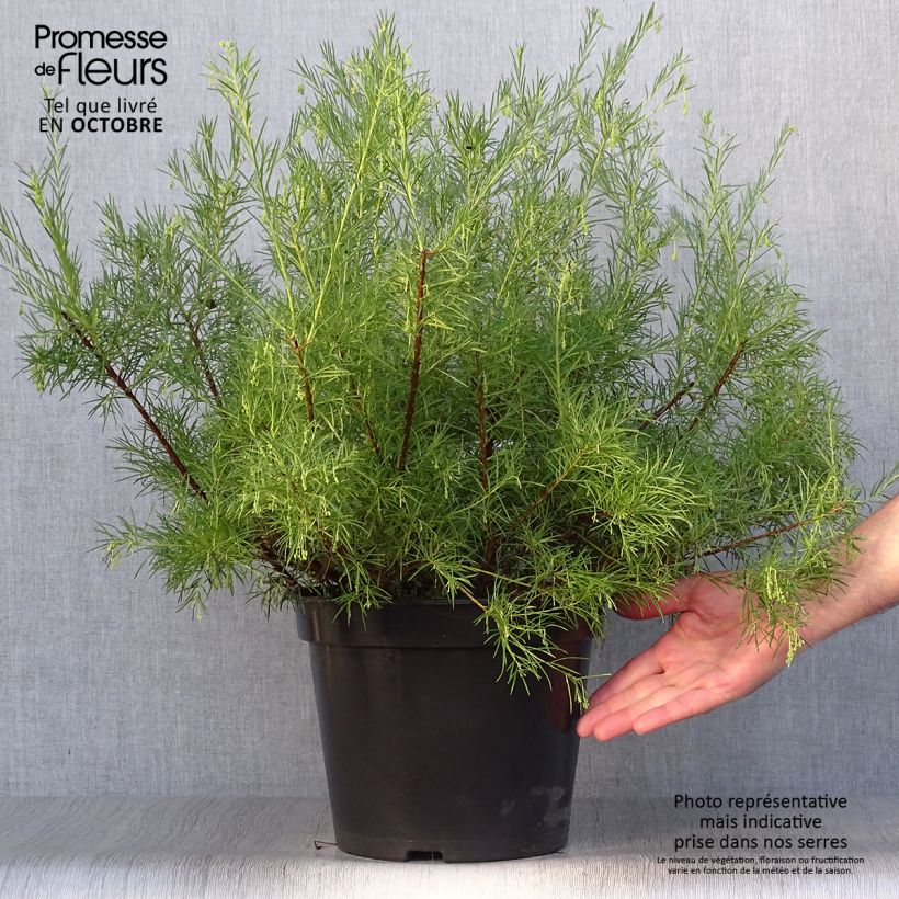 Grevillea gracilis Alba 7.5L/10L pot sample as delivered in autumn