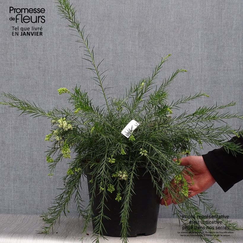 Grevillea gracilis Alba 7.5L/10L pot sample as delivered in winter