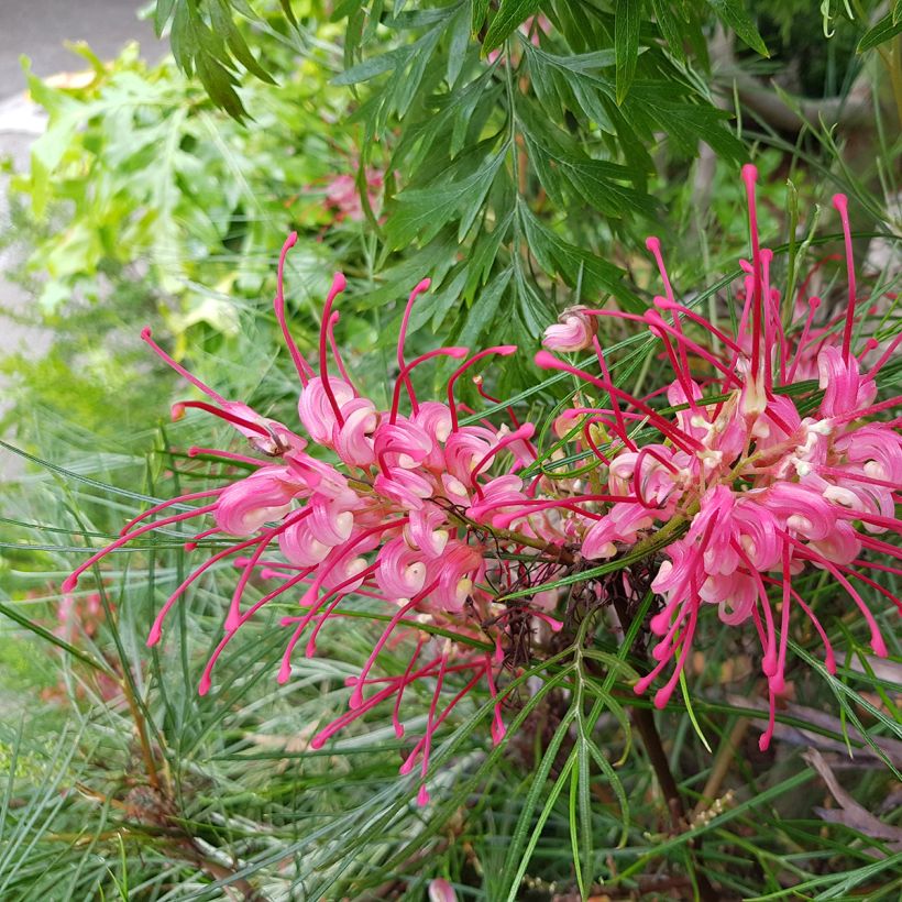 Grevillea johnsonii (Flowering)