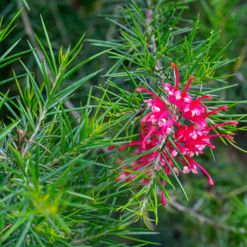 Grevillea Canberra Gem (Flowering)