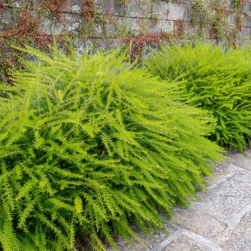 Grevillea juniperina (Plant habit)