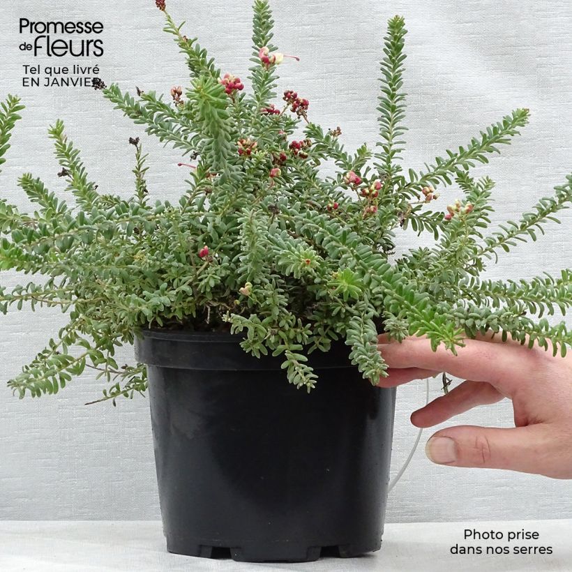 Grevillea lanigera Mount Tamboritha 2L/3L pot sample as delivered in winter
