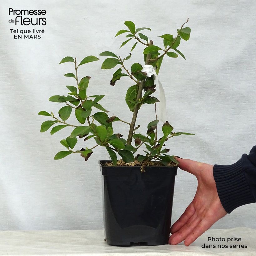 Grewia occidentalis 3L/4L pot sample as delivered in spring