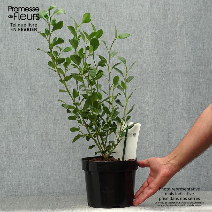 Griselinia littoralis Green Horizon 2L/3L pot sample as delivered in autumn