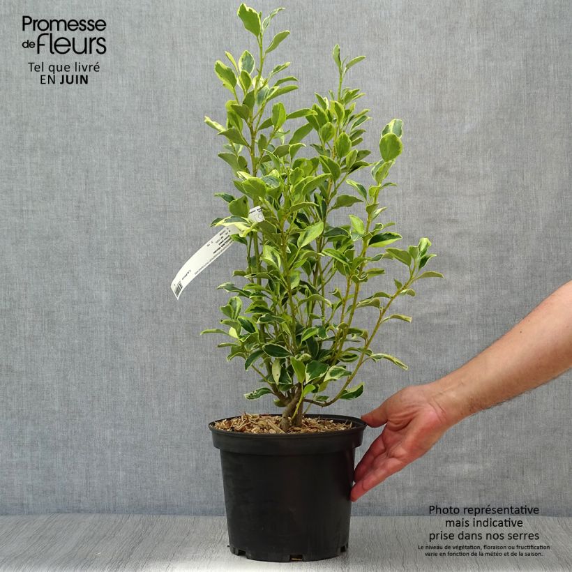 Griselinia littoralis Green Jewel 4L/5L pot sample as delivered in summer