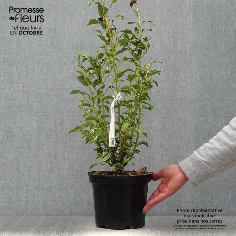 Griselinia littoralis Green Jewel 4L/5L pot sample as delivered in autumn