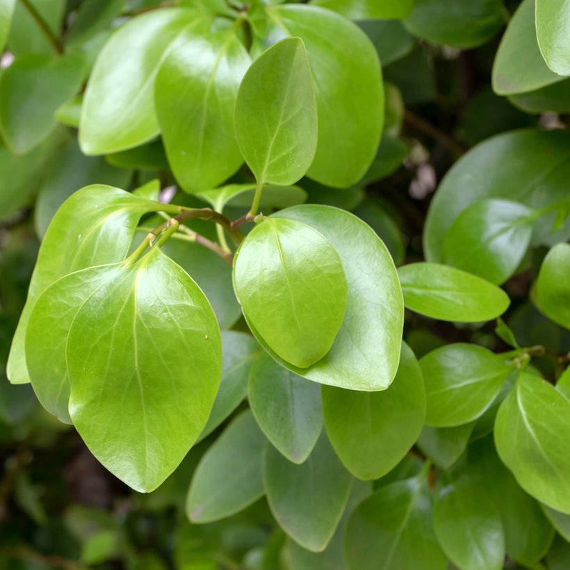 New Zealand broadleaf - Griselinia littoralis (Foliage)