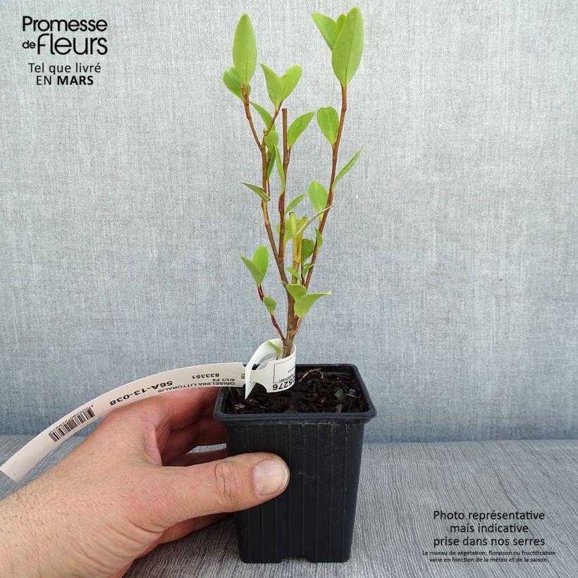 New Zealand broadleaf - Griselinia littoralis 8/9 cm pot sample as delivered in winter
