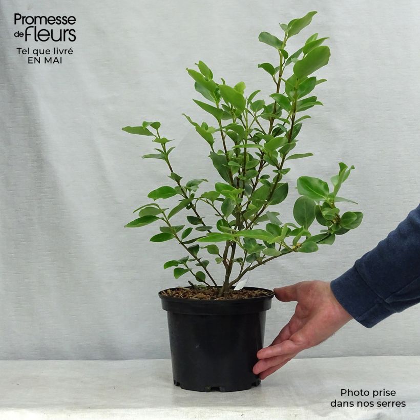 New Zealand broadleaf - Griselinia littoralis 2L/3L pot sample as delivered in spring