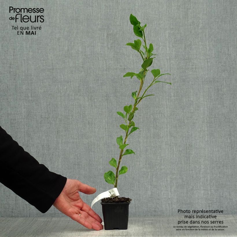 Griselinia lucida 8/9 cm pot sample as delivered in spring