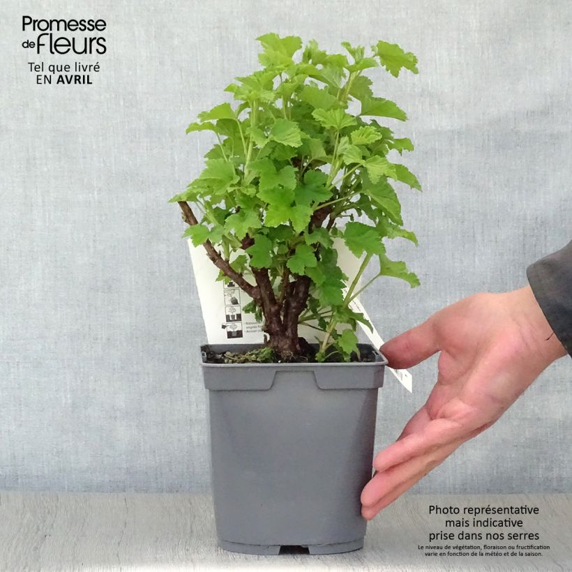 Redcurrant Red Lake - Georges Delbard 2L/3L pot, Bush sample as delivered in spring