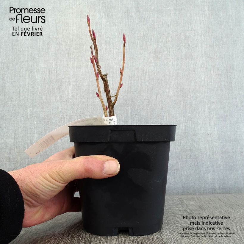 Ribes sanguineum Red Bross - Flowering Currant 2L/3L pot sample as delivered in winter
