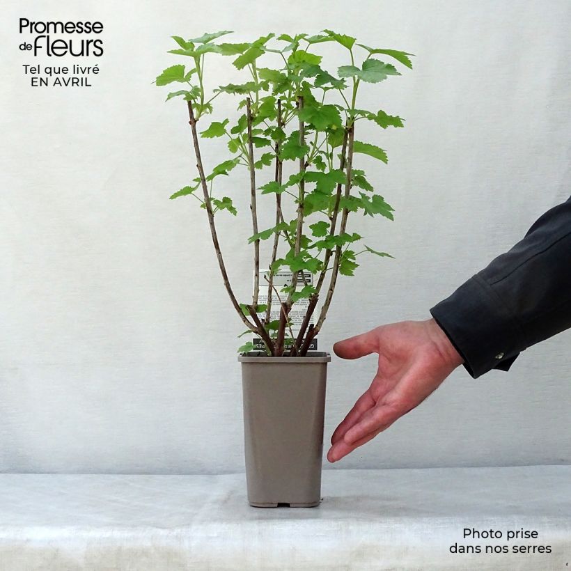 Pinkcurrant Gloire de Sablons - Ribes rubrum 1L/1.5L pot, Bush sample as delivered in spring