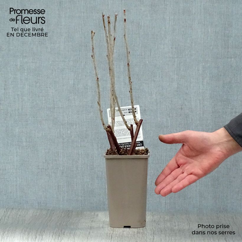 Pinkcurrant Gloire de Sablons - Ribes rubrum 1L/1.5L pot, Bush sample as delivered in winter
