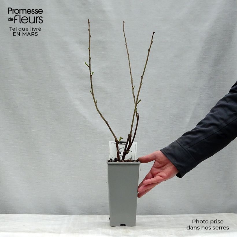 Ribes rubrum Hollande blanche - Whitecurrant 1.5L/2L pot, Bush sample as delivered in spring