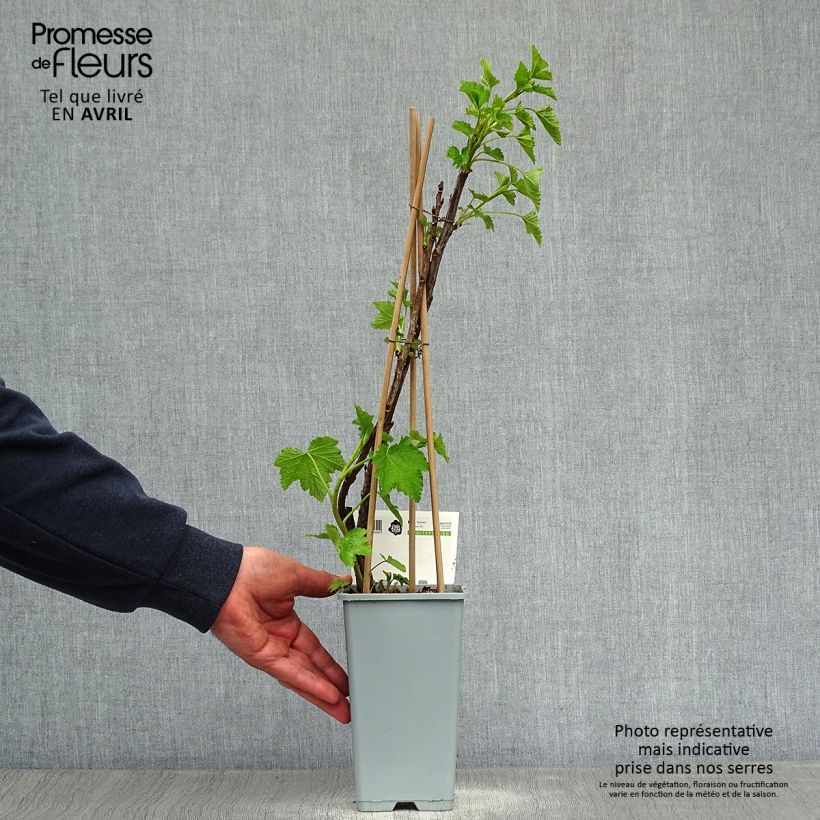 Ribes rubrum Jonkheer van Tets - Redcurrant 1.5L/2L pot, Bush sample as delivered in spring