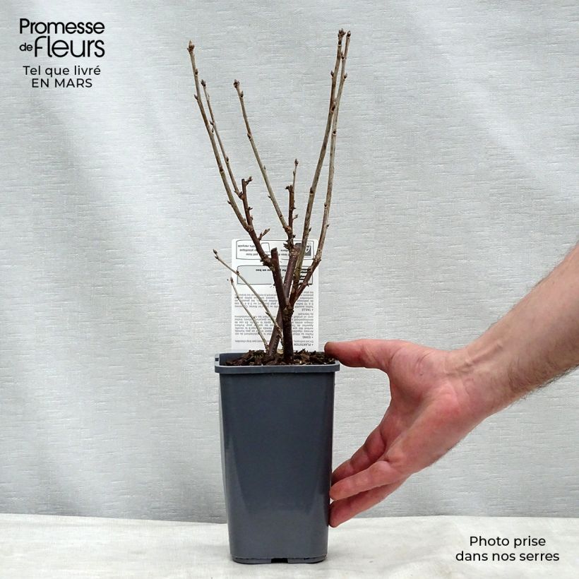 Redcurrant London Market - Ribes rubrum 1.5L/2L pot, Bush sample as delivered in winter