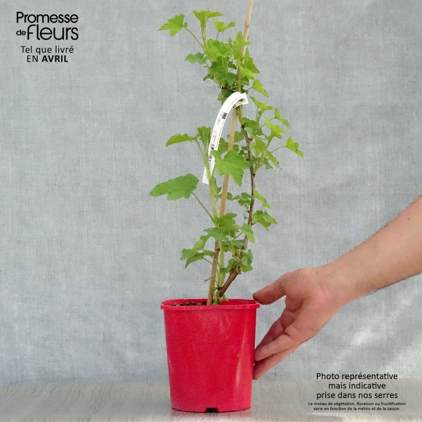 Ribes rubrum London Market - Redcurrant 1.5L/2L pot sample as delivered in spring