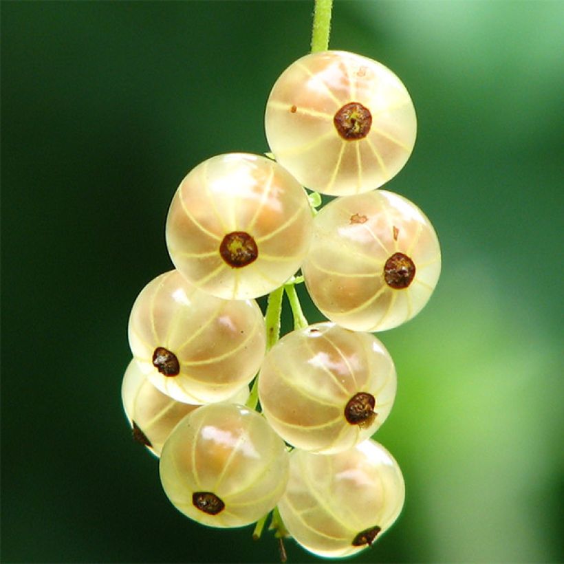 White Currant Versailles Blanche - Ribes rubrum (Harvest)