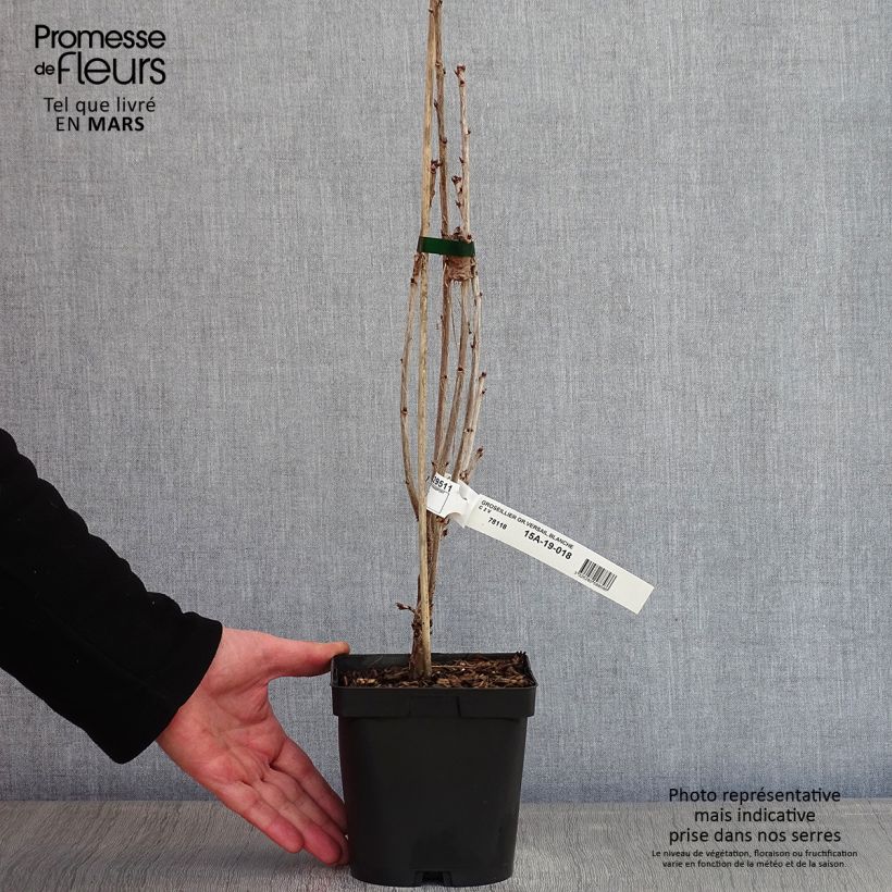 White Currant Versailles Blanche - Ribes rubrum 2L/3L pot sample as delivered in winter