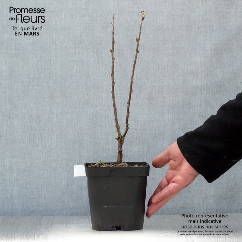 White Currant Versailles Blanche - Ribes rubrum 2L/3L pot sample as delivered in spring