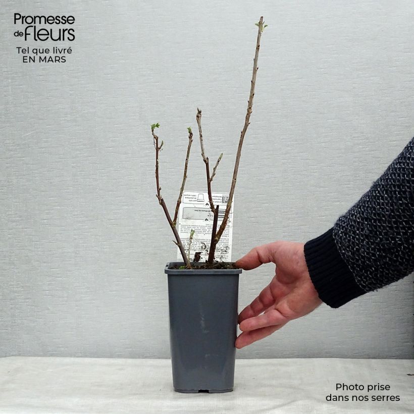 White Currant Blanka Bio - Ribes rubrum 1.5L/2L pot, Bush sample as delivered in winter