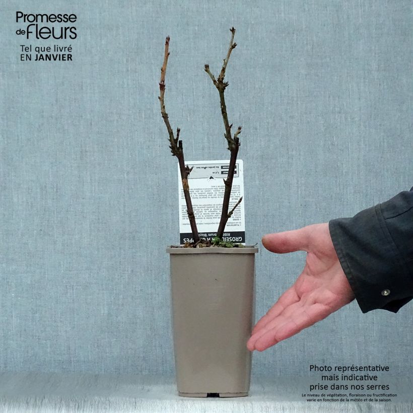 Ribes rubrum Blanka - Whitecurrant 1L/1.5L pot, Bush sample as delivered in winter