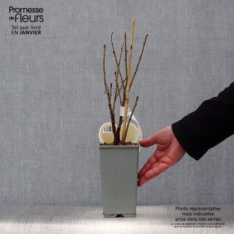 White Currant Witte Parel or White Pearl - Ribes rubrum 1.5L/2L pot, Bush sample as delivered in winter