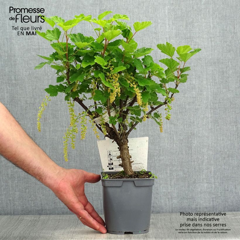 Redcurrant Premiere Raisin Deltir - Ribes rubrum 2L/3L pot sample as delivered in spring