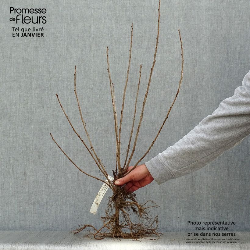 Ribes rubrum - Redcurrant Bare root, Clump sample as delivered in winter