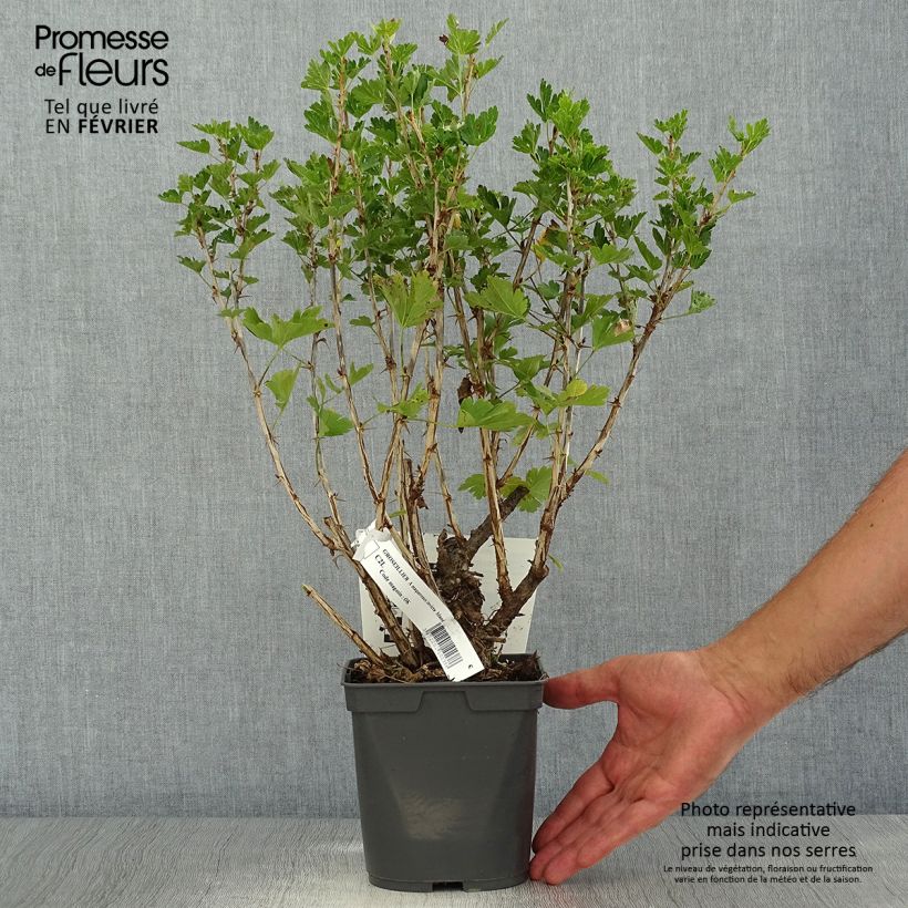 Gooseberry Invicta - Ribes uva-crispa 1.5L/2L pot sample as delivered in autumn